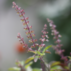 Crearome Helig Basilikablad (Tulsi) eko 100 g