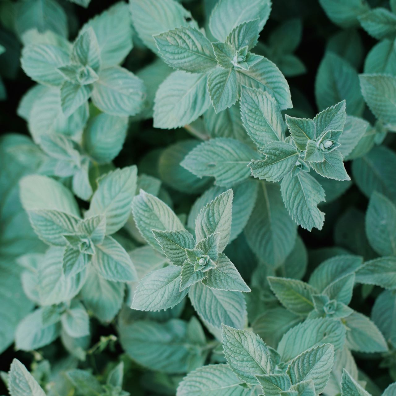 Pepparmynta 100 g Naturdrogeriet