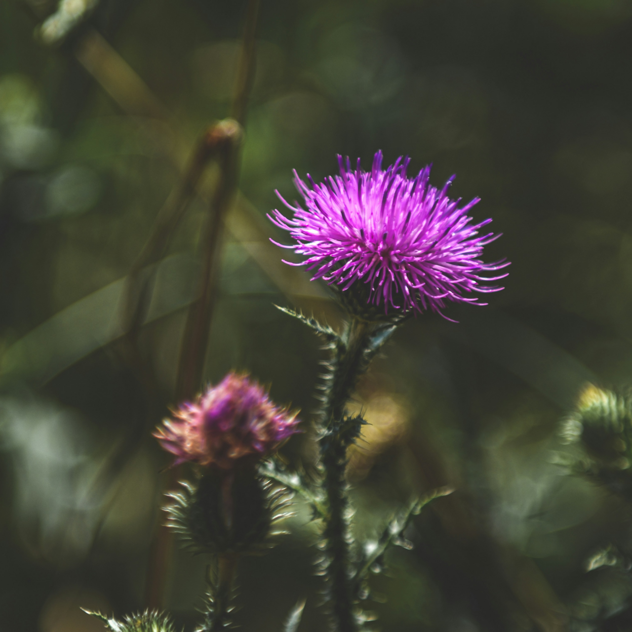 Mariatistelfrö hela 100 g Naturdrogeriet