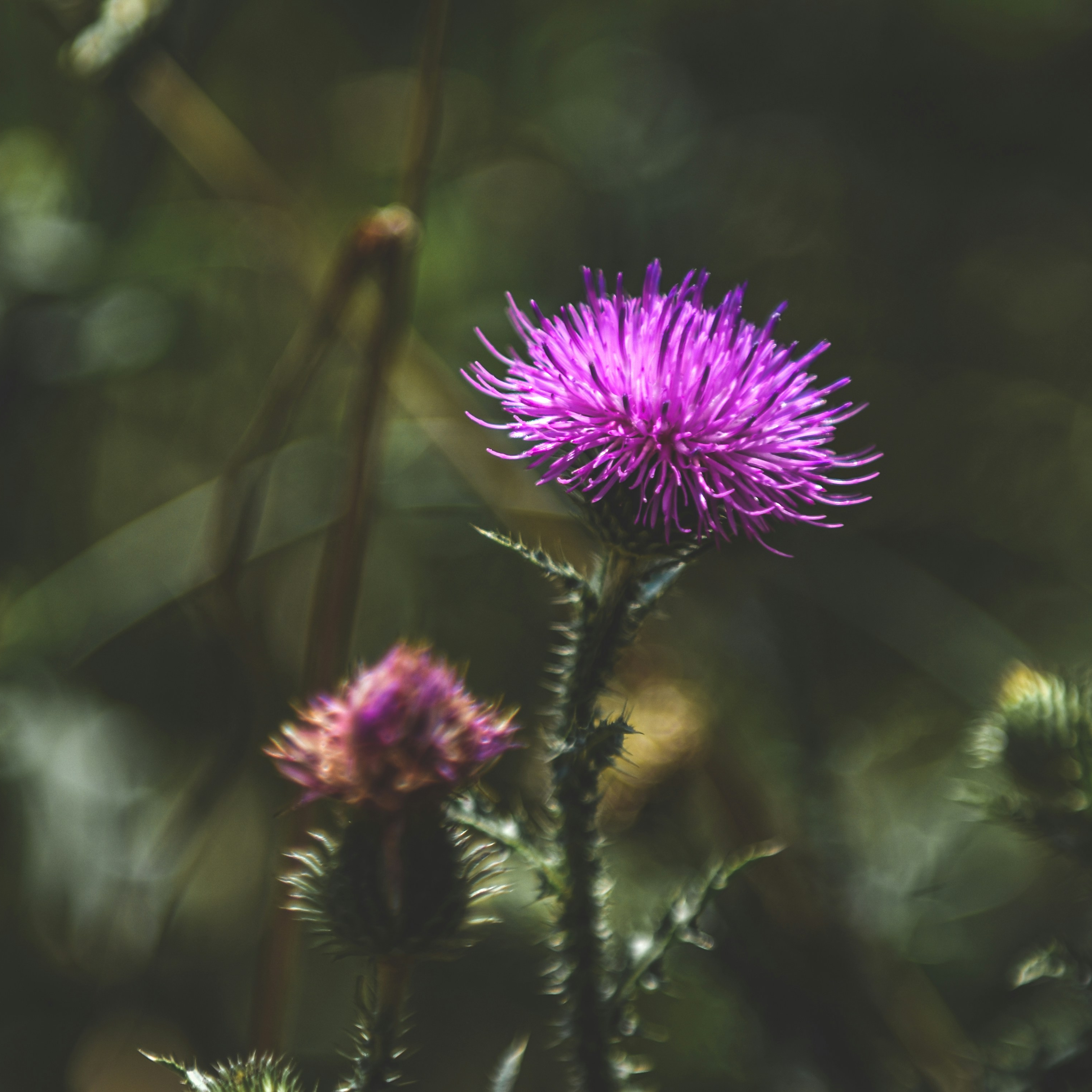 Mariatistelfrö hela 100 g Naturdrogeriet