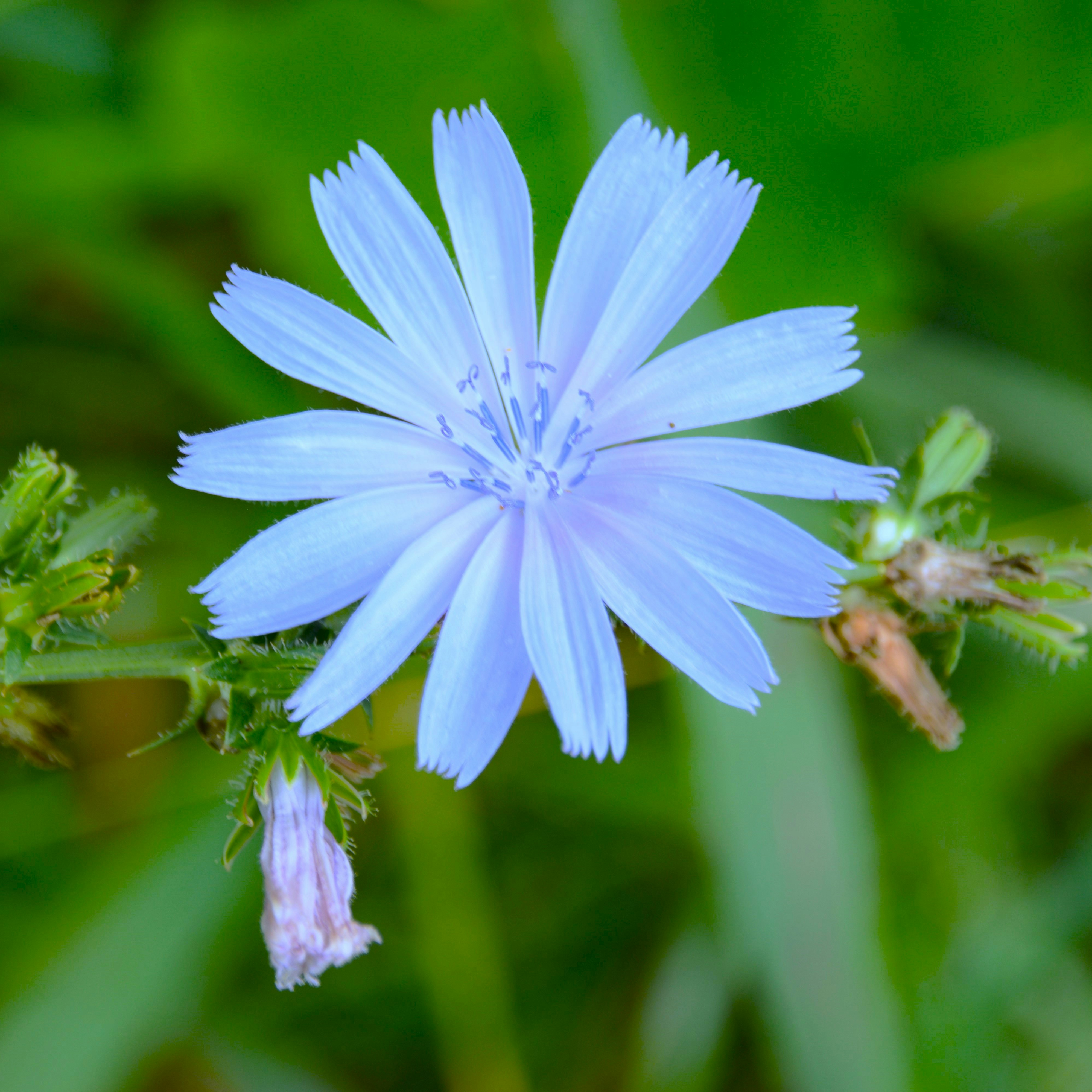 Cikoriarot 100 g Naturdrogeriet