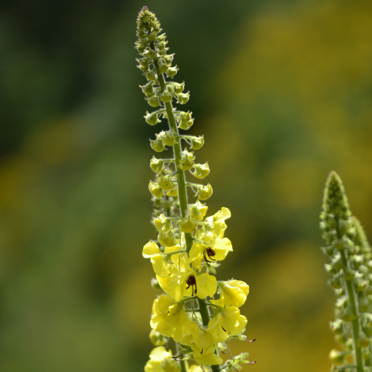 Crearome Kungsljus Blommor 100 g