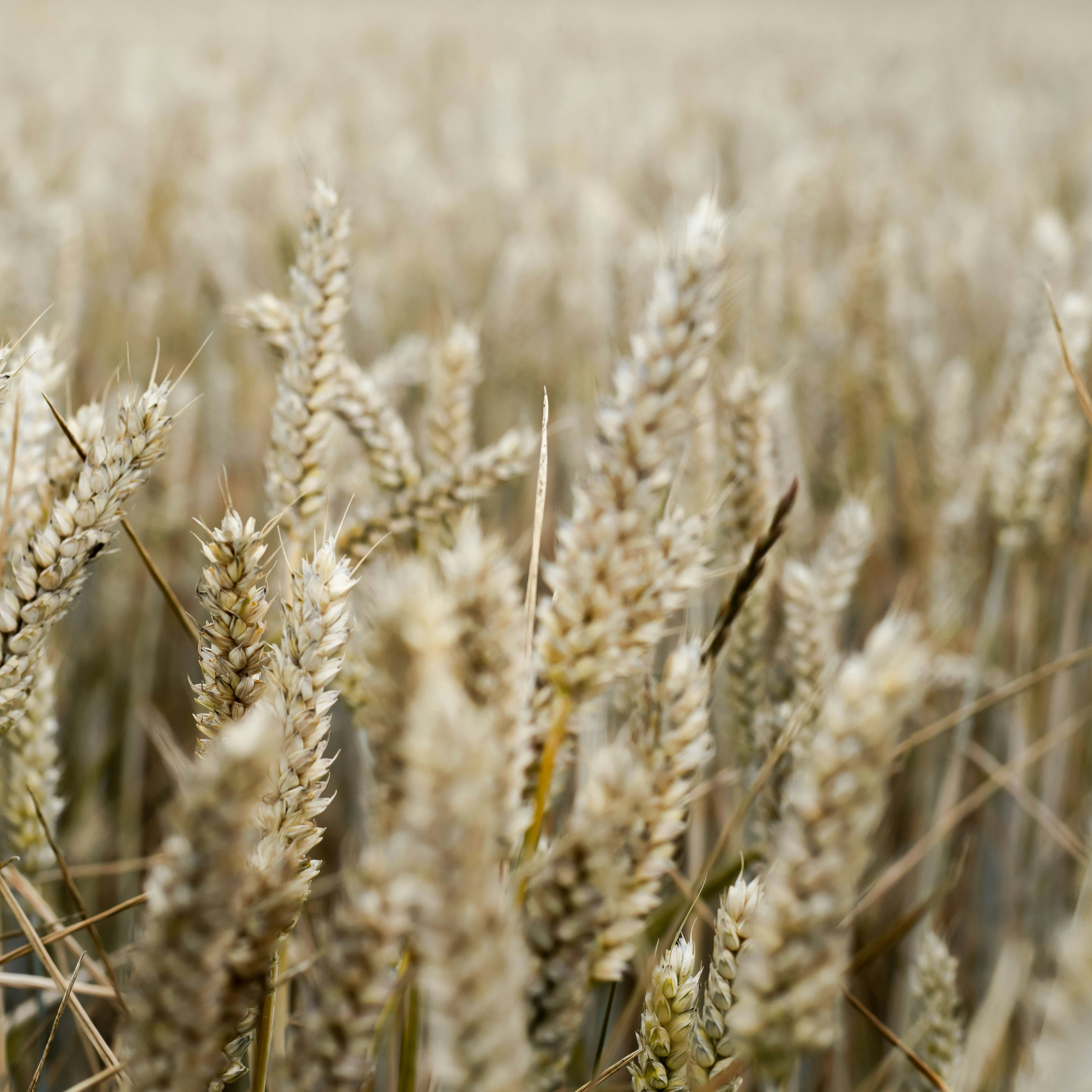 Havrestrå / Oat straw 100 g Naturdrogeriet