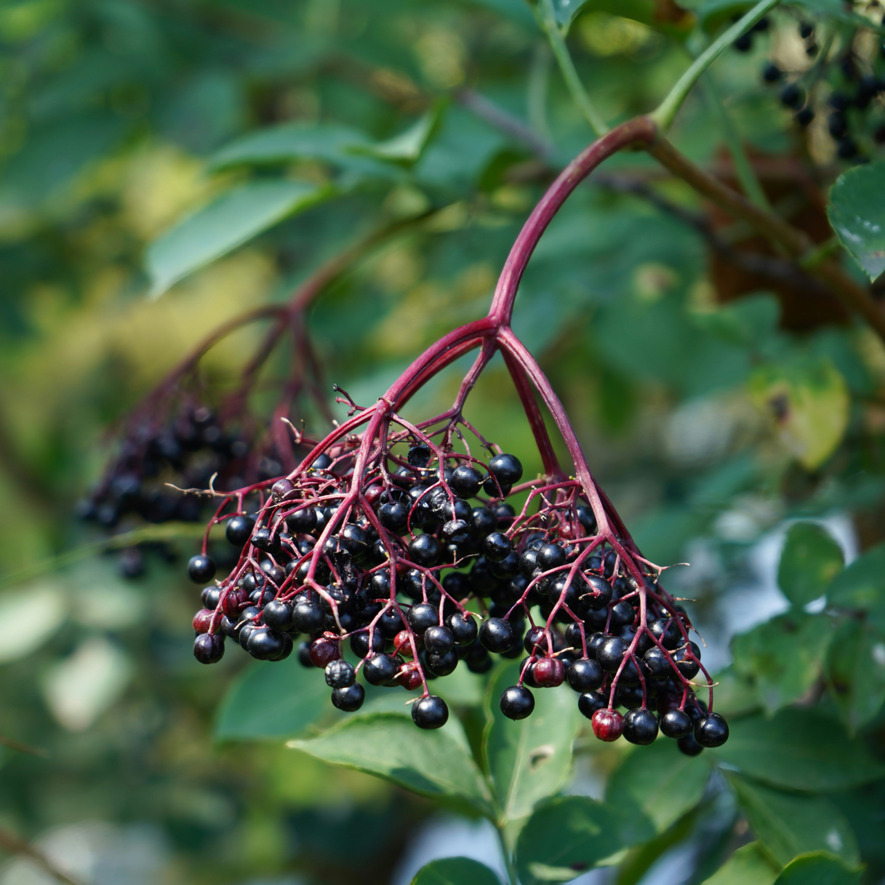 Crearome Fläderbär hela Eko 100 g
