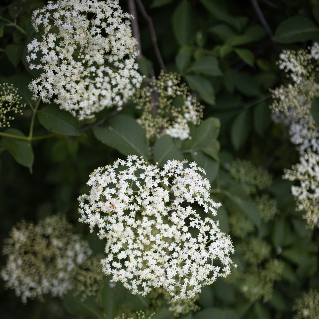 Fläderblom 125 g Naturdrogeriet