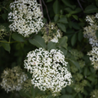 Fläderblom 125 g Naturdrogeriet