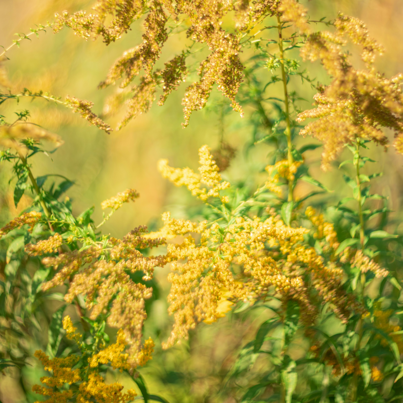 Örtspecialisten Gullris 1000A 50 ml