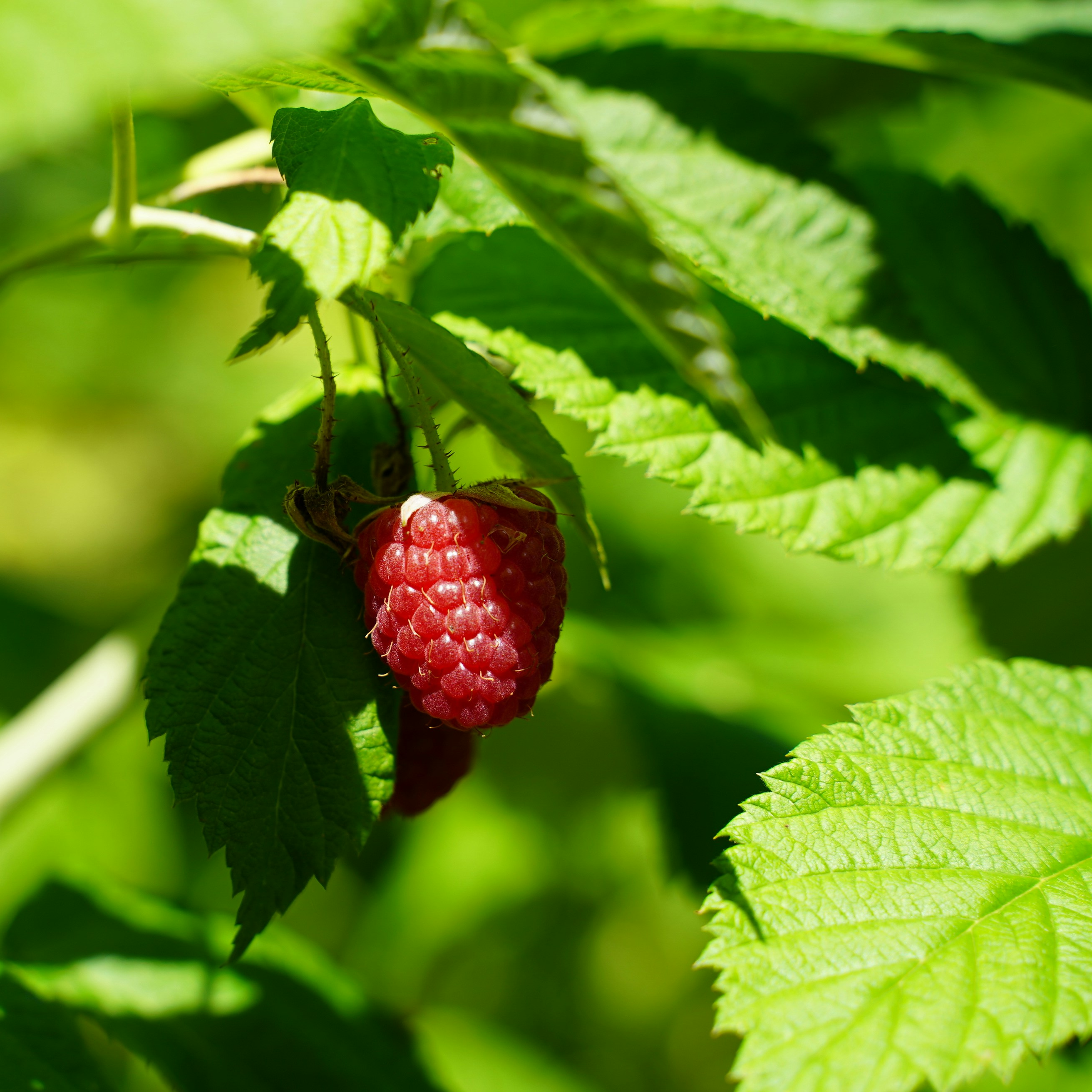 Crearome Hallonblad Ekologisk 100 g