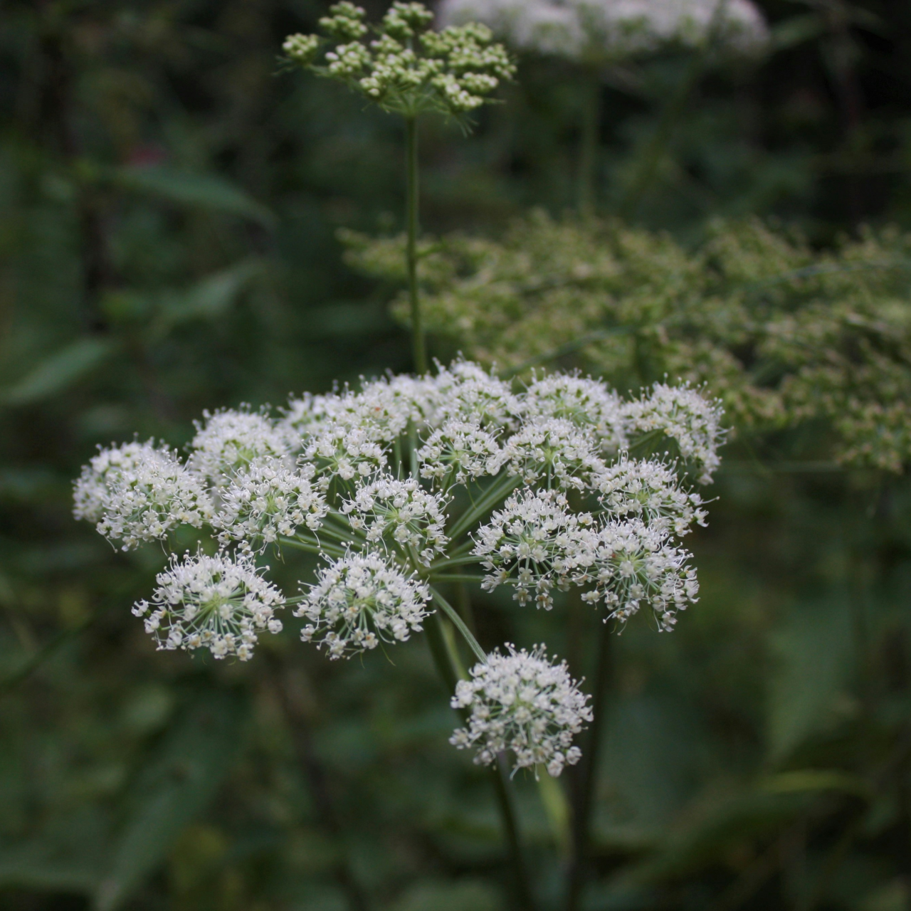 Angelikarot / Kvanne 100g Naturdrogeriet