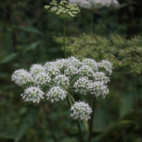 Angelikarot / Kvanne 100g Naturdrogeriet