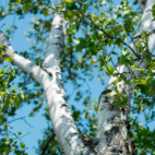 Björkblad 80 g Naturdrogeriet