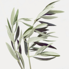 Crearome Olivblad eko 100 g