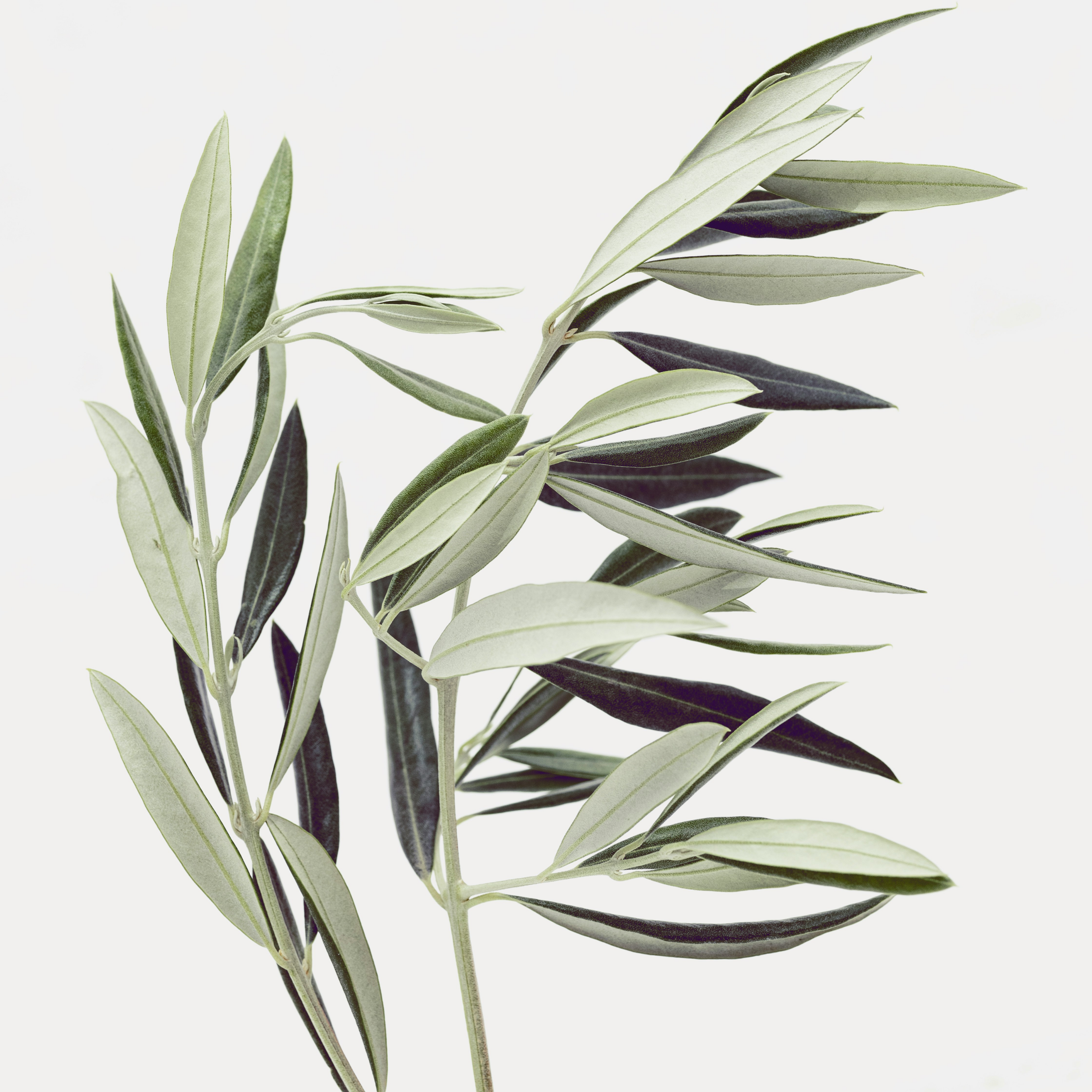 Crearome Olivblad eko 100 g