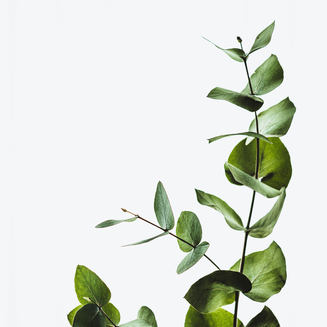 Eukalyptus blad Eko 100 g Crearome