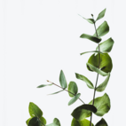 Eukalyptus blad Eko 100 g Crearome