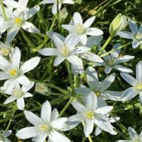 Star of Bethlehem 10 ml Bach Flower Remedies