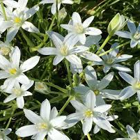 Star of Bethlehem 10 ml Bach Flower Remedies