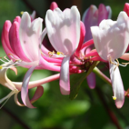 Honeysuckle 10 ml Bach Flower Remedies