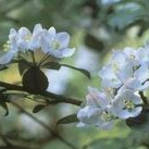 Crab Apple 10 ml Bach Flower Remedies