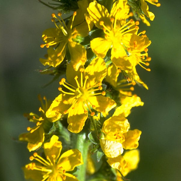 Agrimony 10 ml Bach Flower Remedies