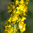 Agrimony 10 ml Bach Flower Remedies