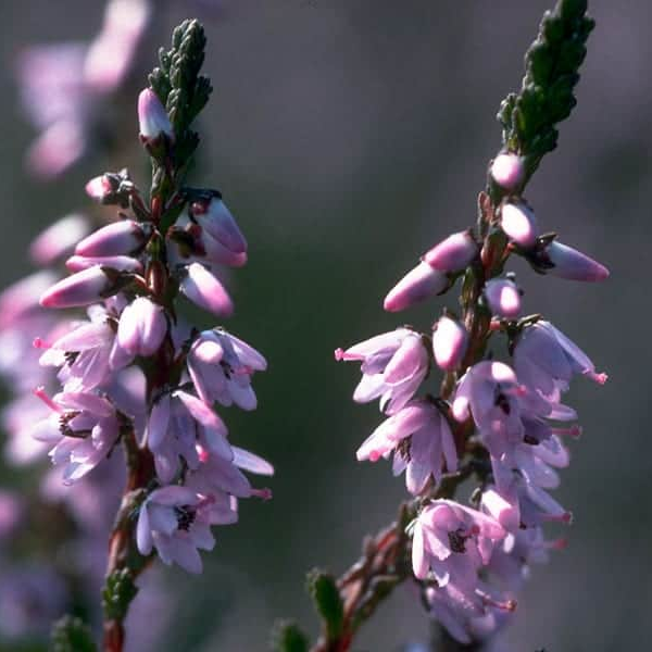 Heather 10 ml Bach Flower Remedies