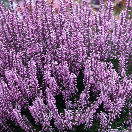 Heather 10 ml Bach Flower Remedies