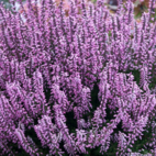 Heather 10 ml Bach Flower Remedies