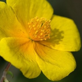 Rock Rose 10 ml Bach Flower Remedies