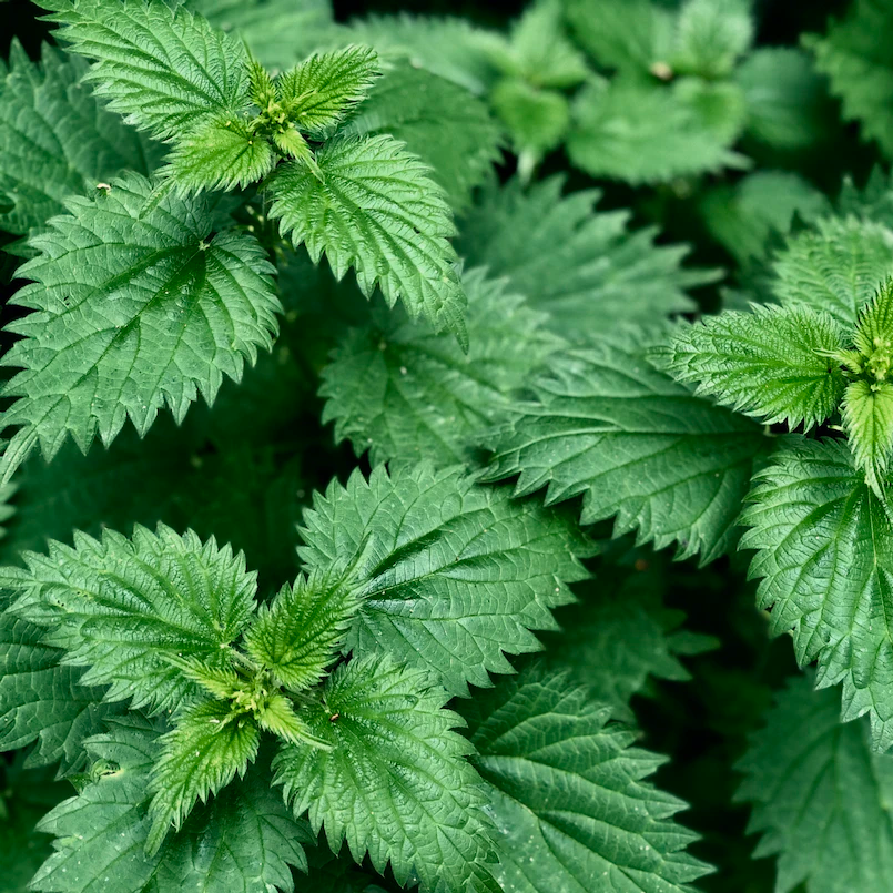 Örtspecialisten Nässla 1000A 50 ml