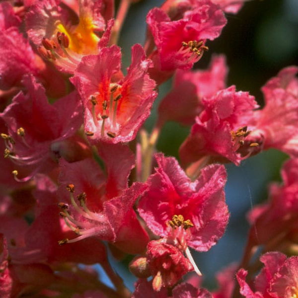 Red Chestnut 10 ml Bach Flower Remedies