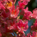 Red Chestnut 10 ml Bach Flower Remedies