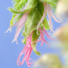 Hornbeam 10 ml Bach Flower Remedies