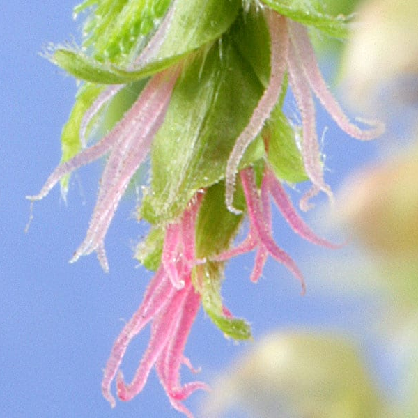 Hornbeam 10 ml Bach Flower Remedies