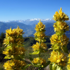 Gentian 10 ml Bach Flower Remedies