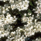 Cherry Plum 10 ml Bach Flower Remedies
