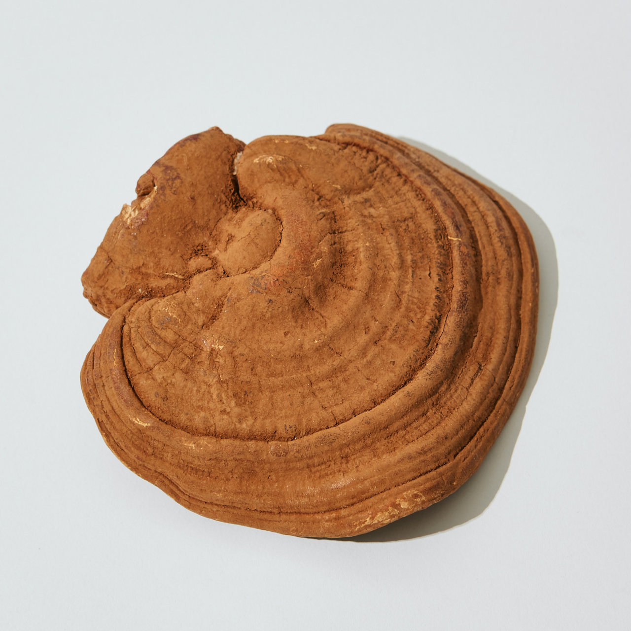 Örtspecialisten Reishi eko 50 kapslar 4500 mg