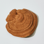 Örtspecialisten Reishi eko 50 kapslar 4500 mg
