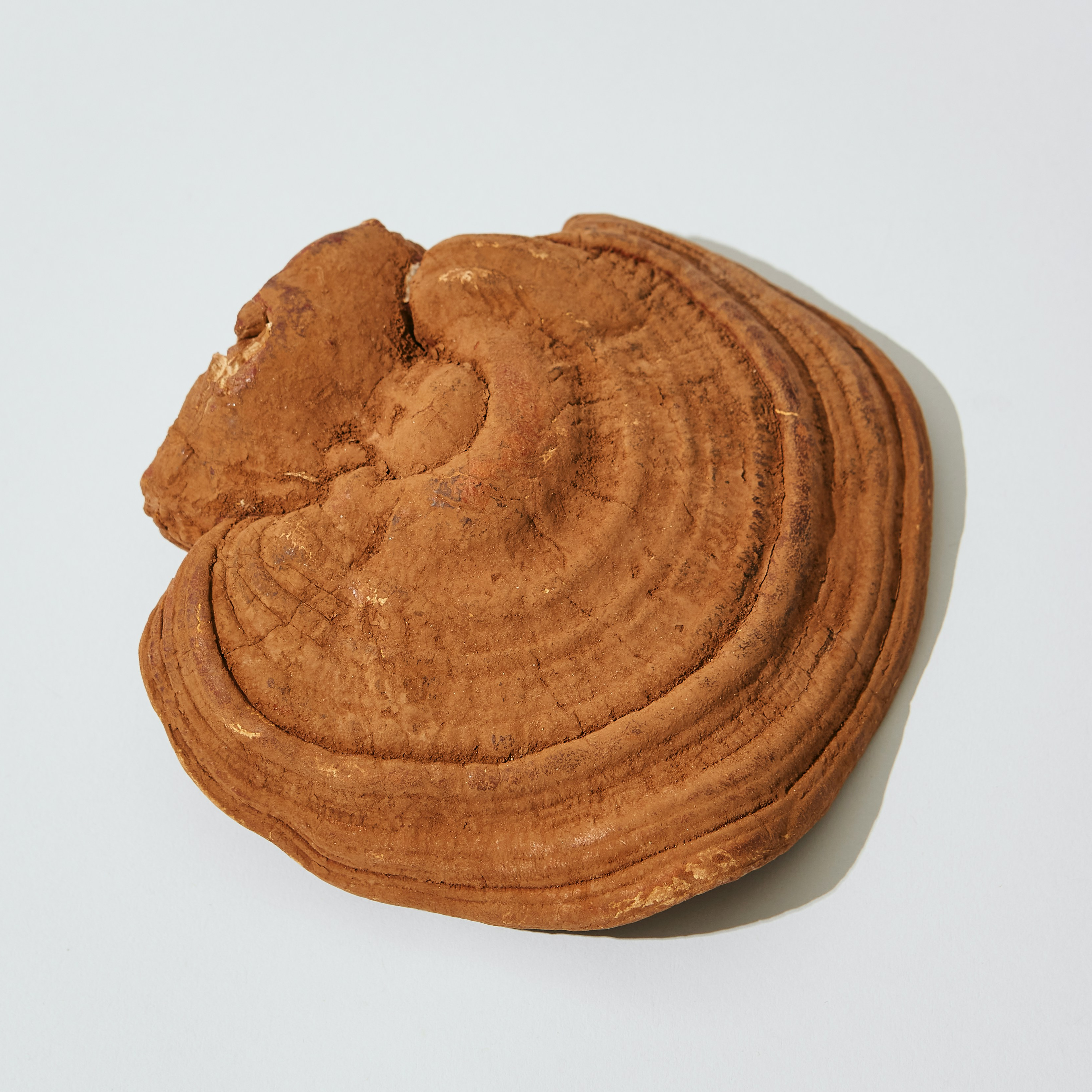 Örtspecialisten Reishi eko 50 kapslar 4500 mg