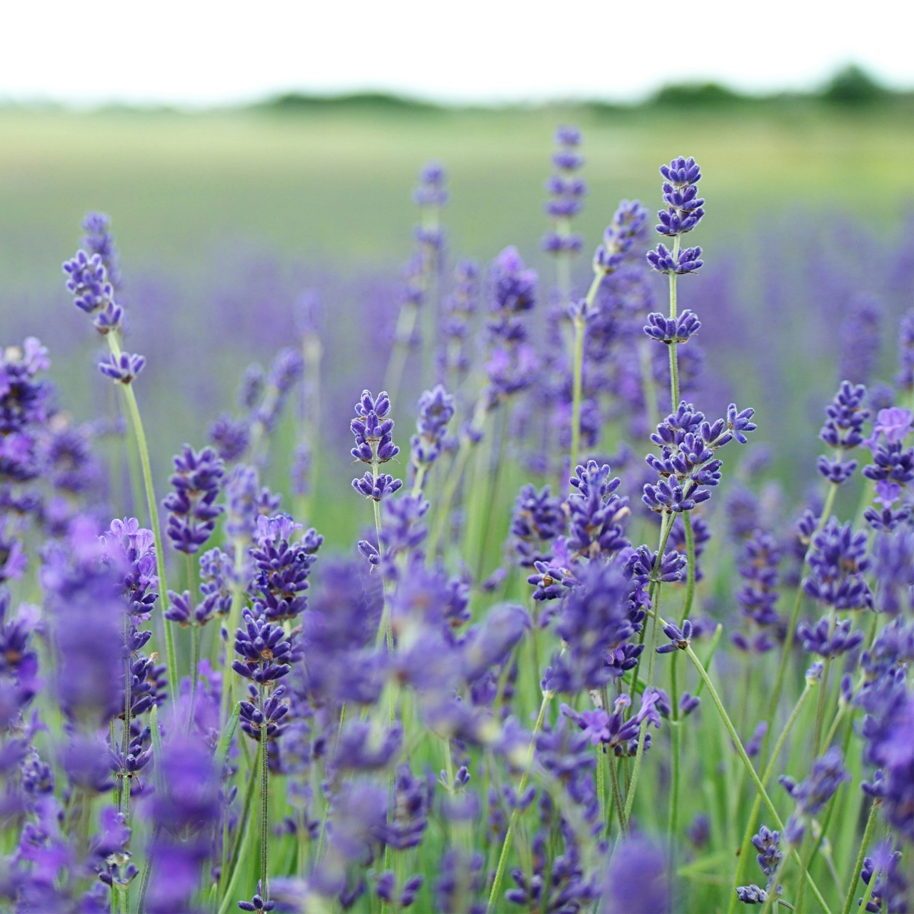 Crearome Lavendel Fine Pop eterisk olja Eko 10 ml
