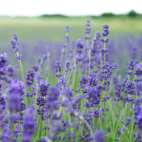 Crearome Lavendel Fine Pop eterisk olja Eko 10 ml