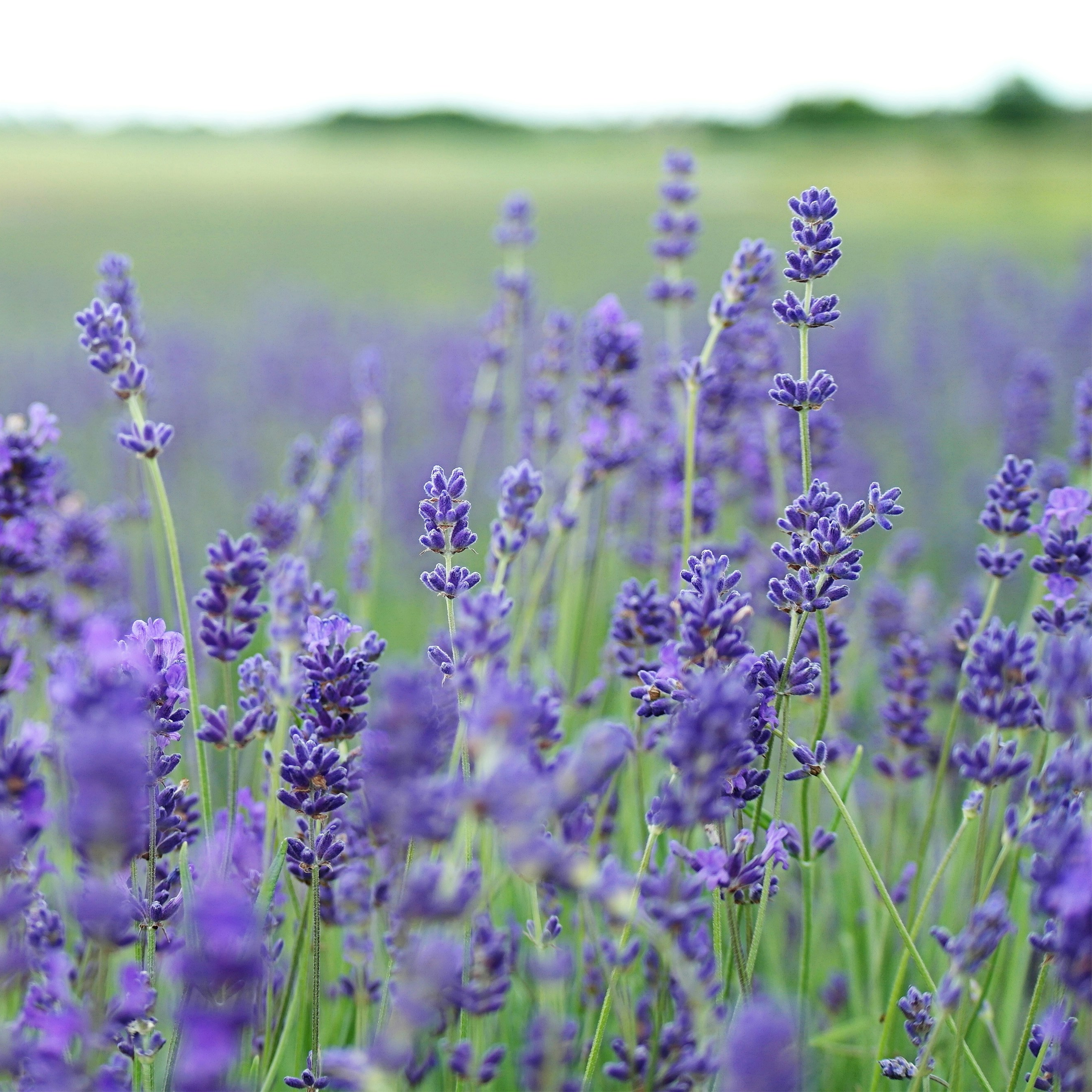 Crearome Lavendel Fine Pop eterisk olja Eko 10 ml