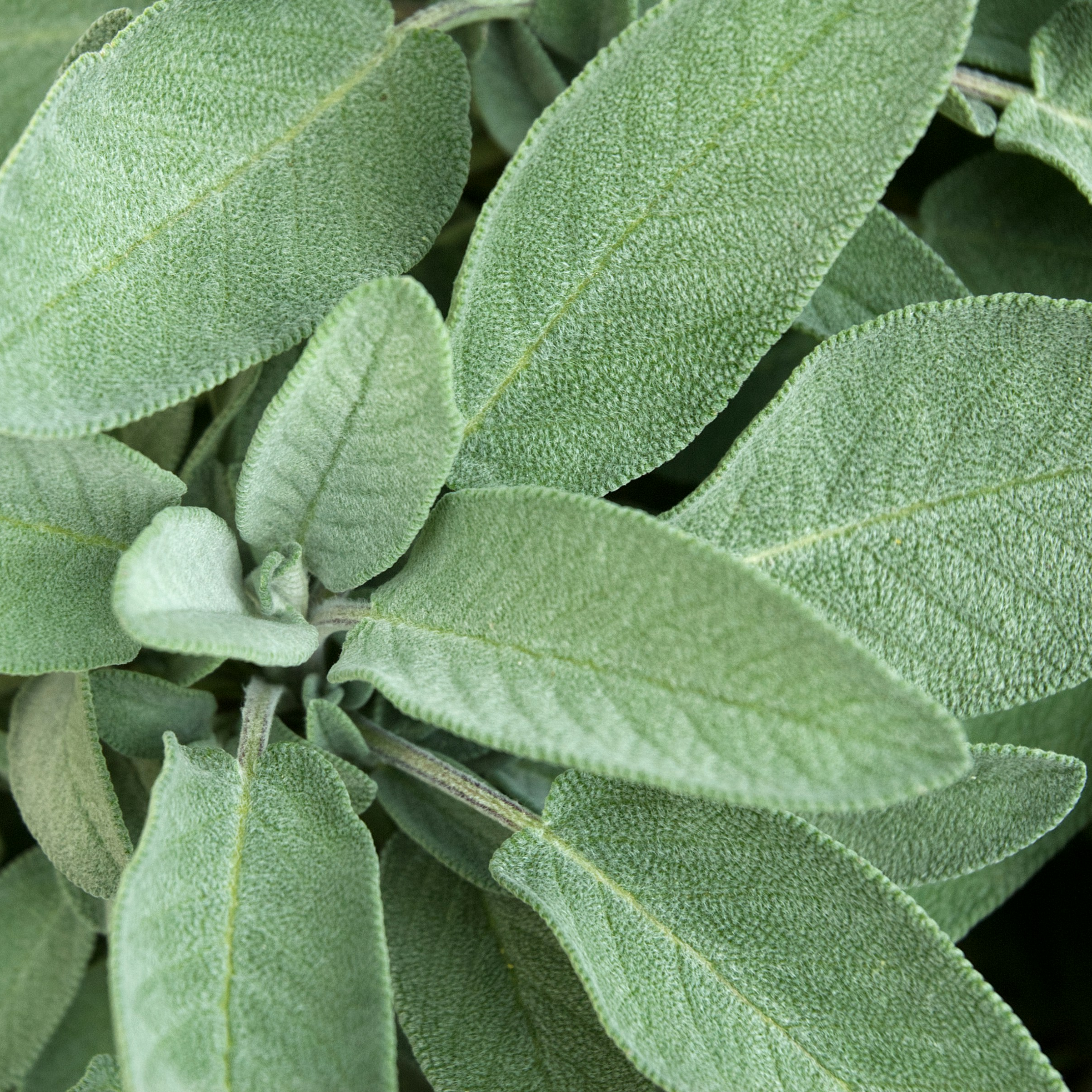 Örtspecialisten Salvia 1000A 50 ml