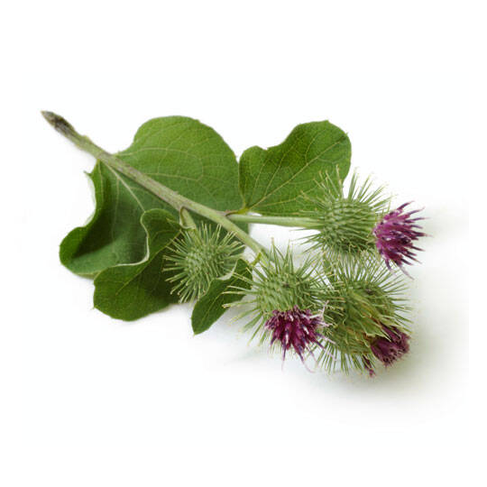 Kardborrerot - Burdock 100 g Naturdrogeriet