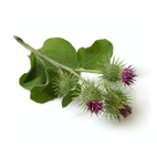 Kardborrerot - Burdock 100 g Naturdrogeriet