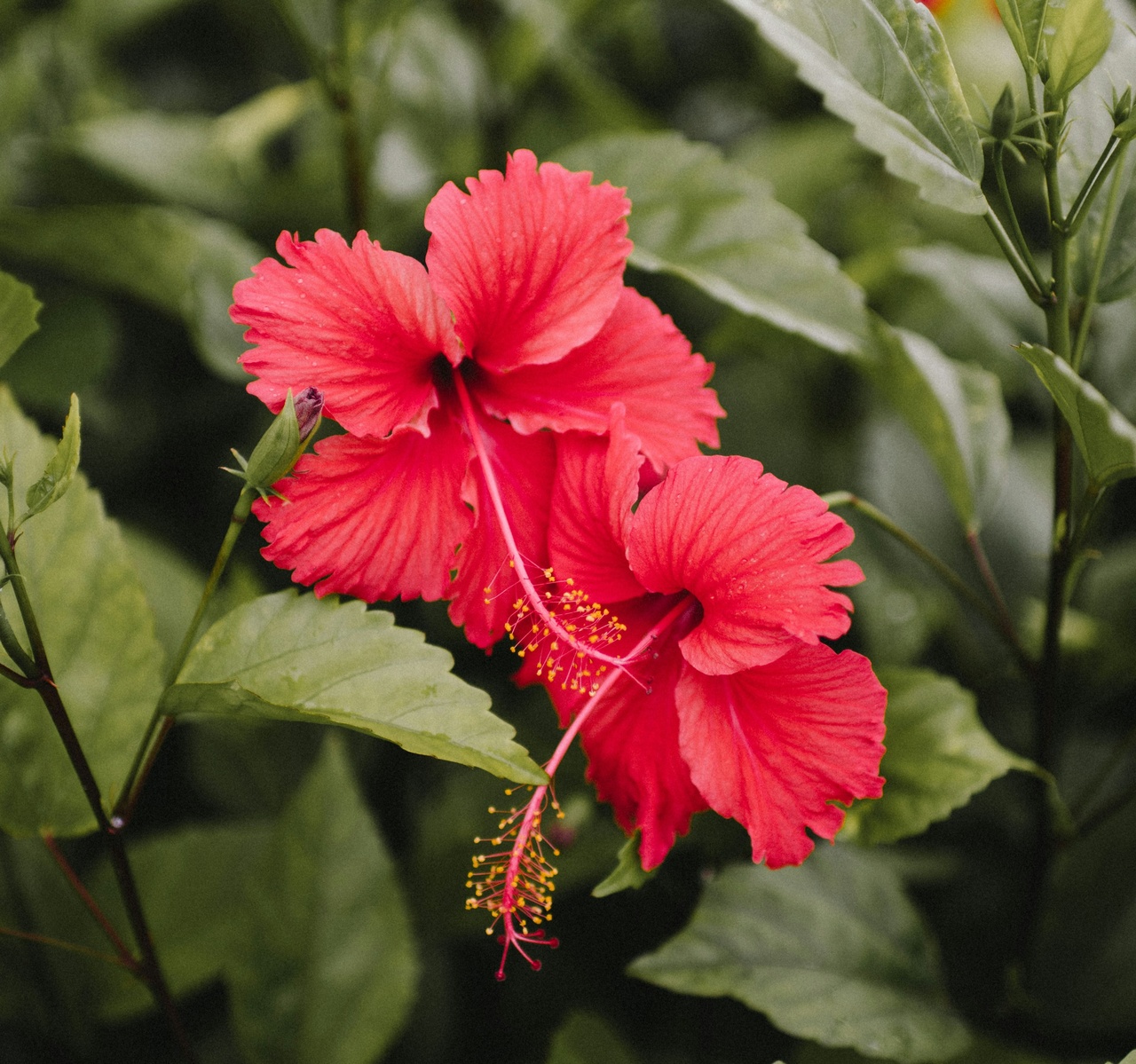 Örtagubben Hibiskusblom 20 påsar