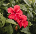 Örtagubben Hibiskusblom 20 påsar
