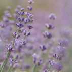 Aleppotvål flytande med lagerbärsolja, lavendel & citrus 250ml